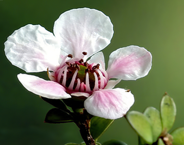 Manuka honey
