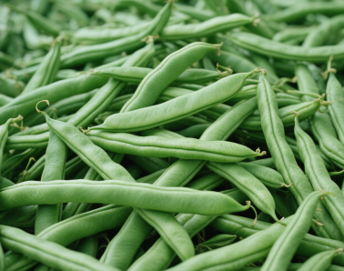 Guar Gums
